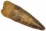 Fossil Spinosaurus Tooth - Real Dinosaur Tooth #360109-1